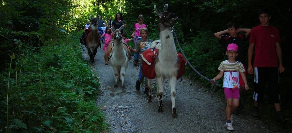 lama trektocht zell am ziller aktivzentrum zillertal