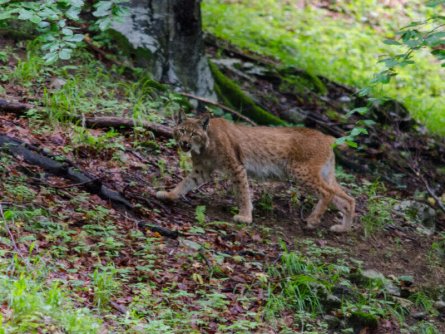 lynx trail meerdaagse wandeltocht oostenrijk oostenrijkse alpen