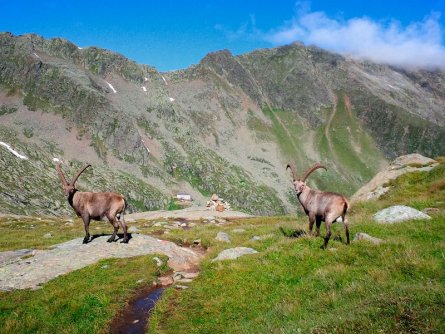 huttentocht stubaier höhenweg stubaier alpen stubaital oostenrijk stubai tirol tourismusverband stubai tirol nürnberger huette 4