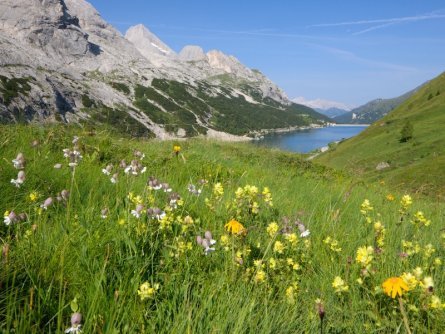 huttentocht dolomieten panorama val di fassa zuid tirol italie italiaanse alpen wandelvakantie apt val di fassa_nicola angeli_passo fedaia