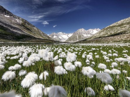 mini huttentocht aletschgletsjer marjelensee bloemen