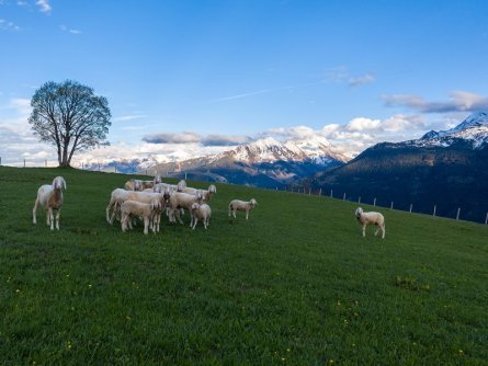 pinzgauer panorama trail et01 (9)