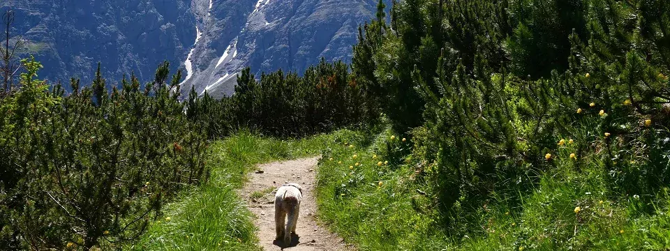 wandelvakantie stubaital met hond oostenrijk tirol 1 (1)