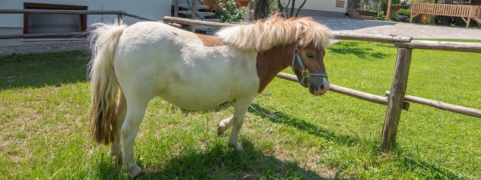 family outdoor active bled avontuurlijke gezinsvakantie slovenie families pri biscu pony