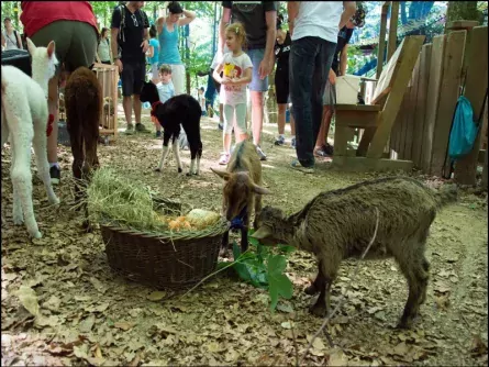 family fun karinthië oostenrijk familywald 1