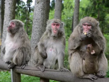 family fun karinthië oostenrijk landskron affenberg 1
