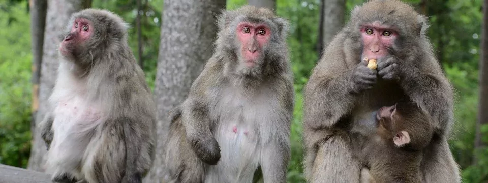 family fun karinthië oostenrijk landskron affenberg 1 (1)