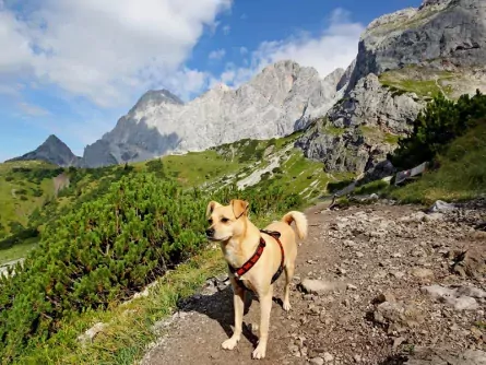 wandelvakantie dachstein met hond oostenrijk schladming 5 (1)