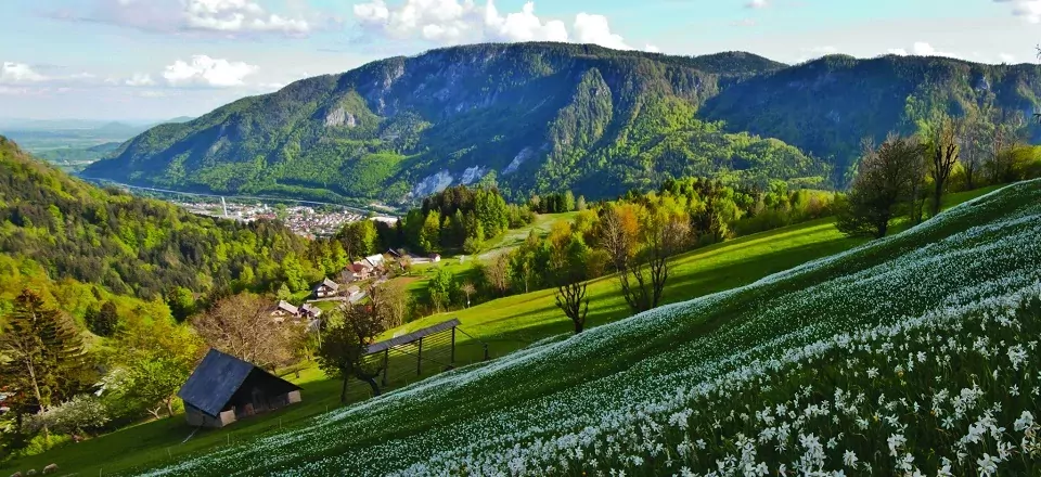 gehele juliana trail actieve vakantie meerdaagse wandeltocht julische alpen slovenië narcisne poljane nad jesenicami (1)