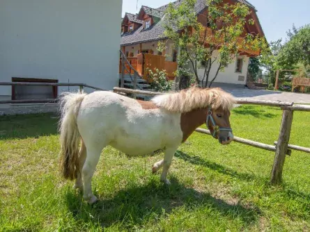 family outdoor active bled avontuurlijke gezinsvakantie slovenie families pri biscu pony2