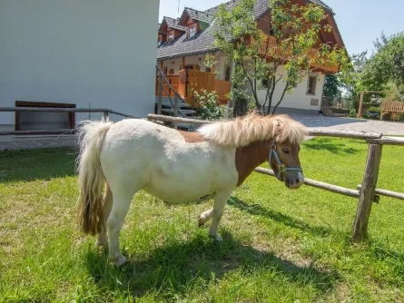 family outdoor active bled avontuurlijke gezinsvakantie slovenie families pri biscu pony2