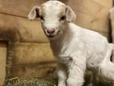 family outdoor active bled avontuurlijke gezinsvakantie slovenie families pri biscu geit