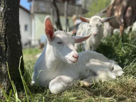 family outdoor active bled avontuurlijke gezinsvakantie slovenie families pri biscu geit2