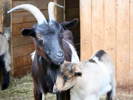 hotel berghof soll (18)