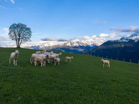 pinzgauer panorama trail et01 (9)