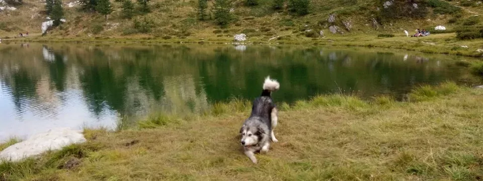 huttentocht valle maira met hond itali&euml; piedmont 1