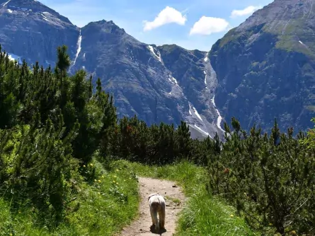 wandelvakantie stubaital met hond oostenrijk tirol 1
