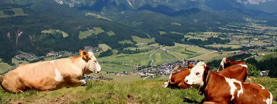 wandelvakantie wilder kaiser oostenrijk ellmau kaisergebirge 2