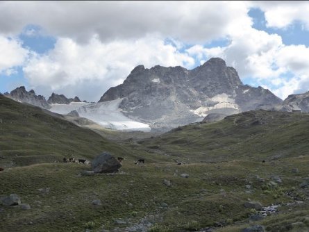 Huttentocht Kesch Trek Graubünden Zwitserland Hochebene mit Kuehen