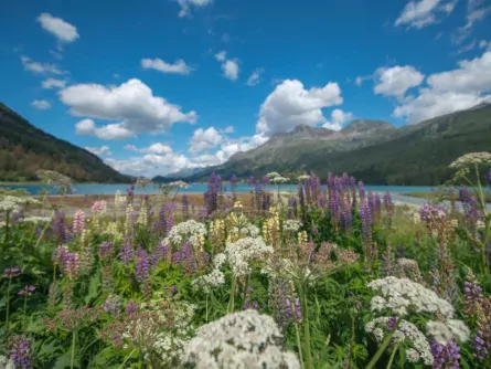 rondreis alpen highlights zwitserland graubünden engadin
