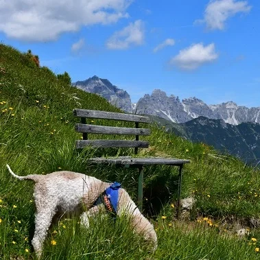 wandelvakantie stubaital met hond oostenrijk tirol 5 (2)