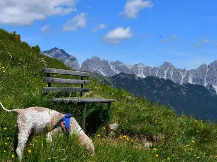 wandelvakantie stubaital met hond oostenrijk tirol 5