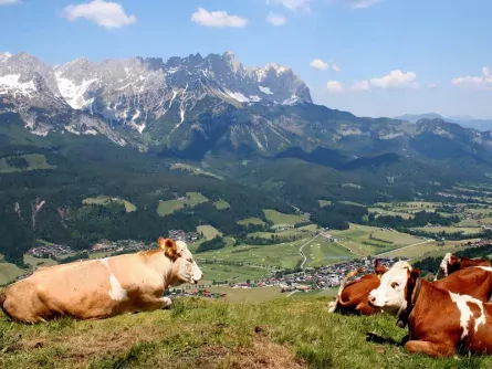 wandelvakantie wilder kaiser oostenrijk ellmau kaisergebirge 2