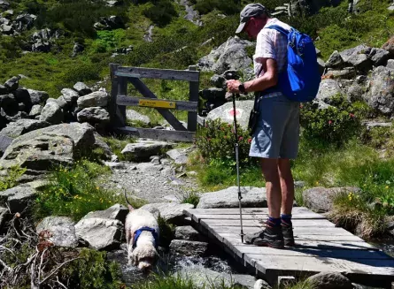 wandelvakantie stubaital met hond oostenrijk tirol 6