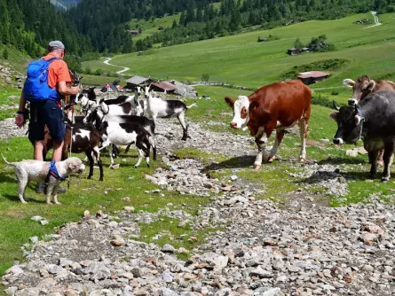 wandelvakantie stubaital met hond oostenrijk tirol 2